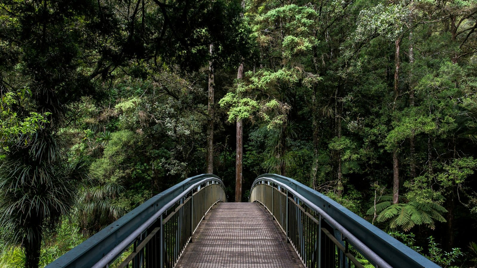 Wooden footbridge leading into dense evergreen forest