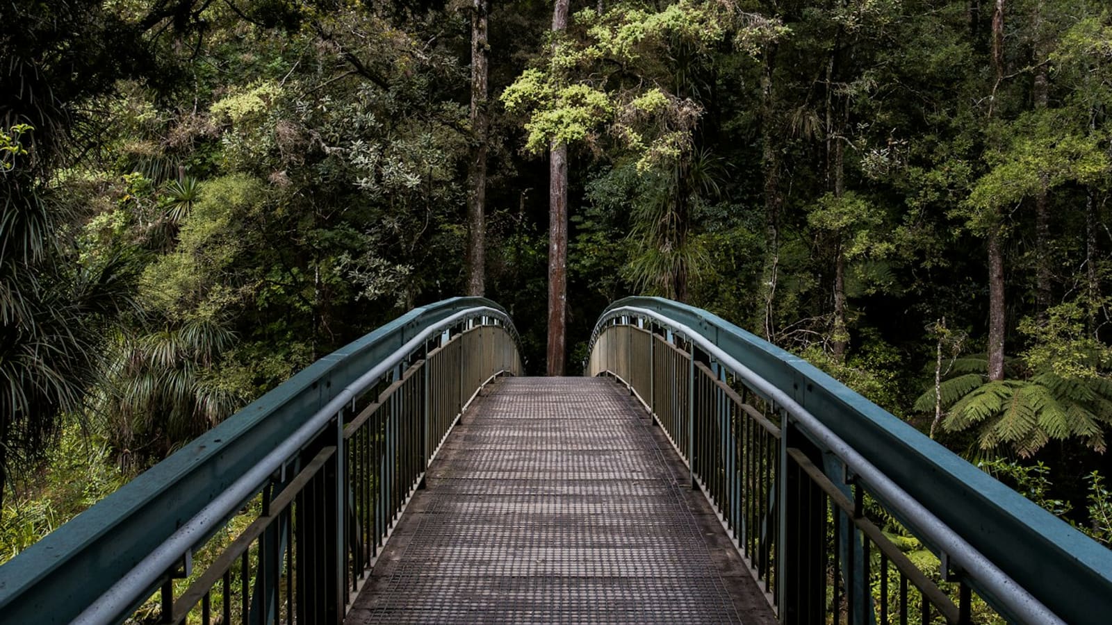 Wooden footbridge leading into dense evergreen forest