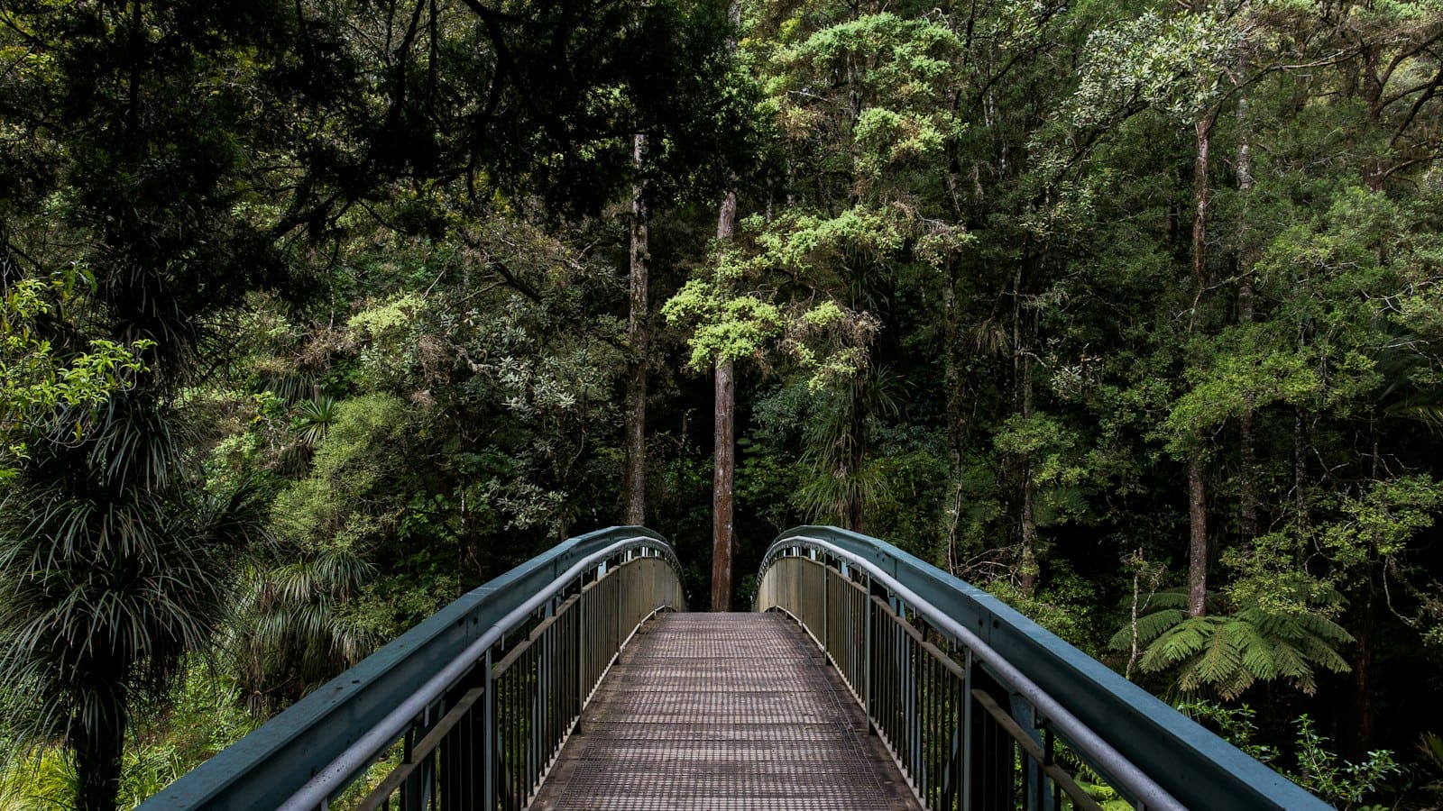 Wooden footbridge leading into dense evergreen forest
