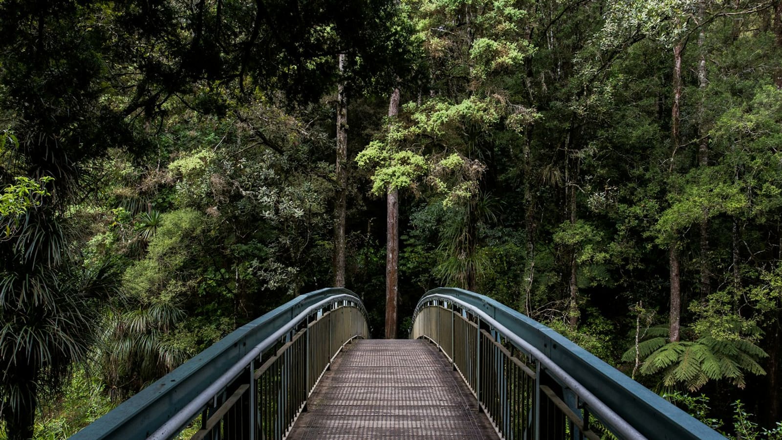 Wooden footbridge leading into dense evergreen forest