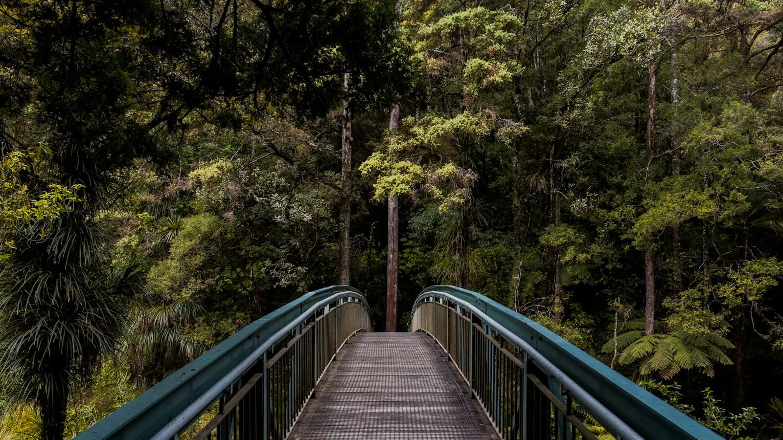 Wooden footbridge leading into dense evergreen forest